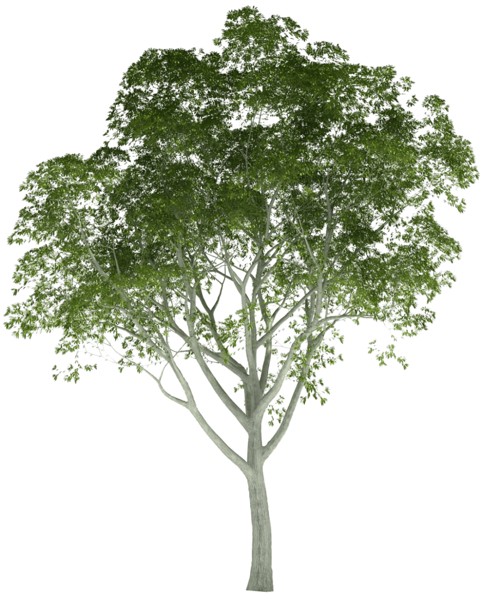 Wild Streets - Tree vector png
